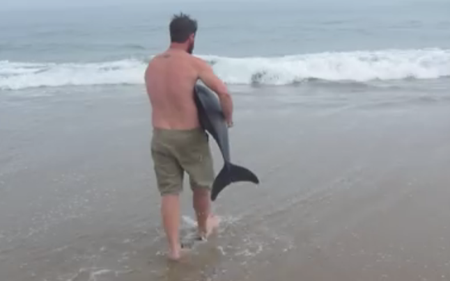 MAN SAVES BABY DOLPHIN ON THE BEACH