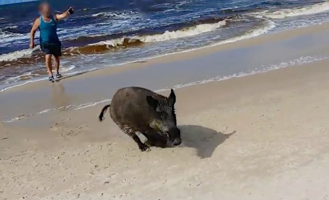 WILD BOAR IN POLAND TERRORIZES BEACH