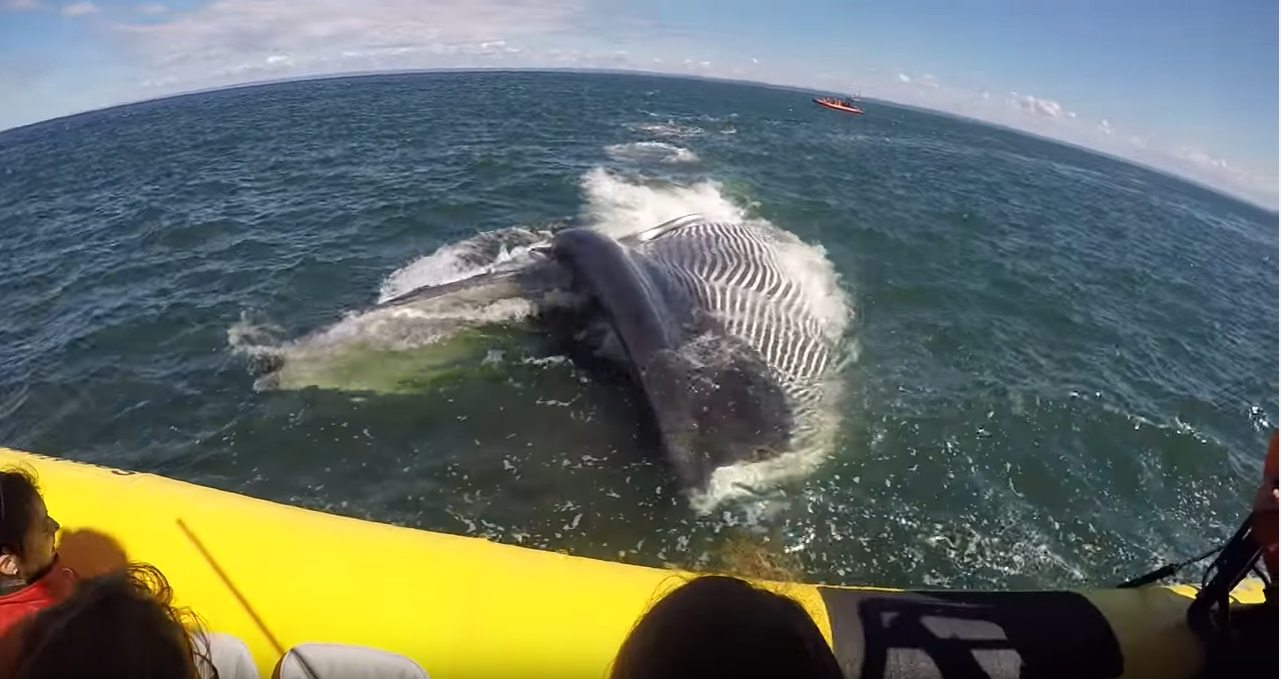 whale_breach_caught_on_camera